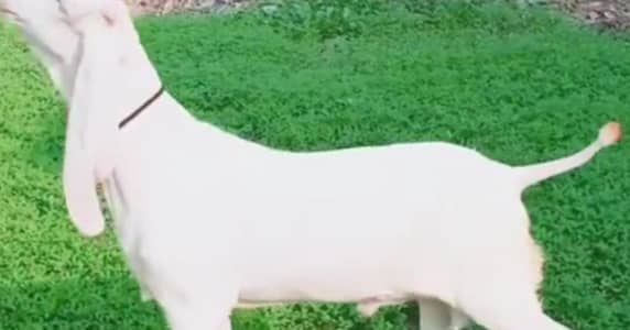 dodaan Bakra qurbani ke liye for sale03033477978