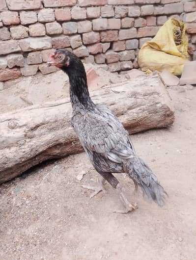 Pure Mianwali Aseel Murgi | weight 1.5 kg