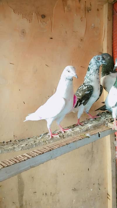 parwazi pigeons available 03460431960 only WhatsApp call