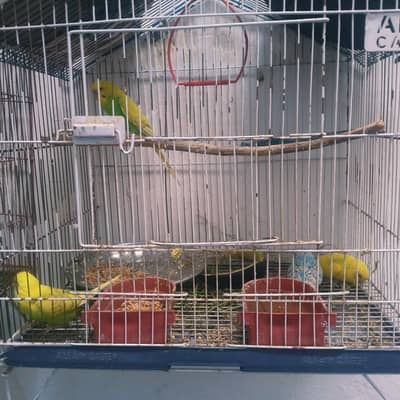 parrots for sell with big cage