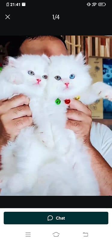 Persian cat for sale male female vaccine clear