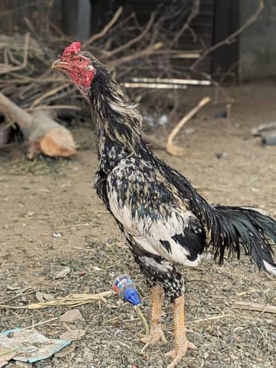 breadar for sale aseel murga