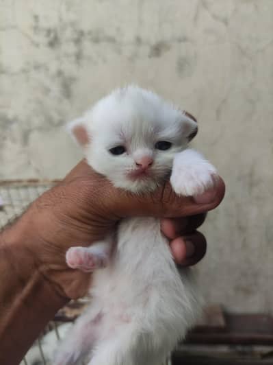 punch face kittens booking open