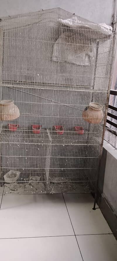 High quality Cage and Love birds for sale