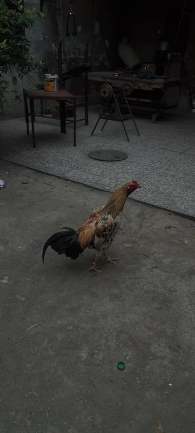 Home breed Aseal  very healthy and active