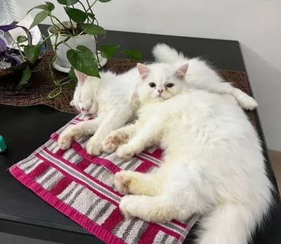 Persian beautiful kittens for sale (Adult cats available on adoption)i