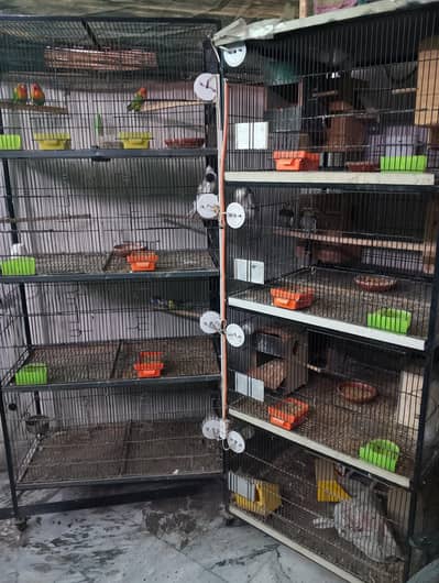 Birds with 2 Big cage