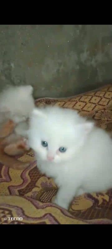 Persian cat for sale male female vaccine clear 0340=14=20=834=