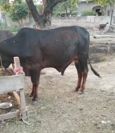 washa bachra bull kata qurbani 2026