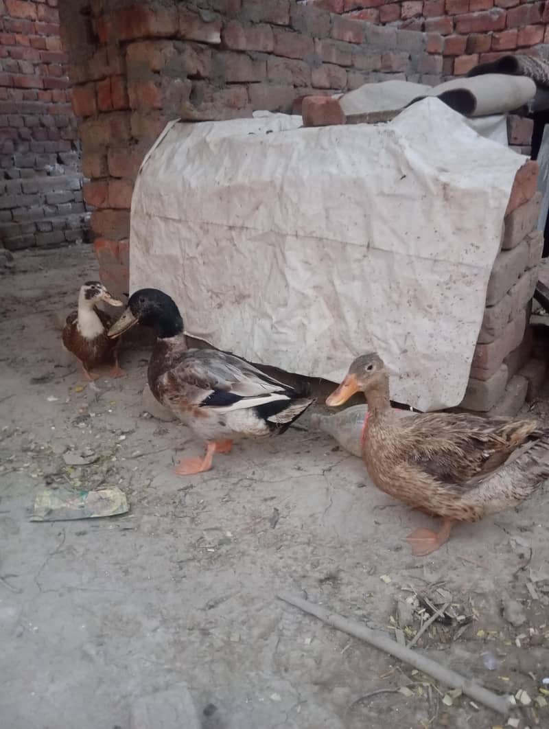 ducks 2