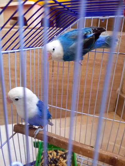 all stup sell Karna single single nh