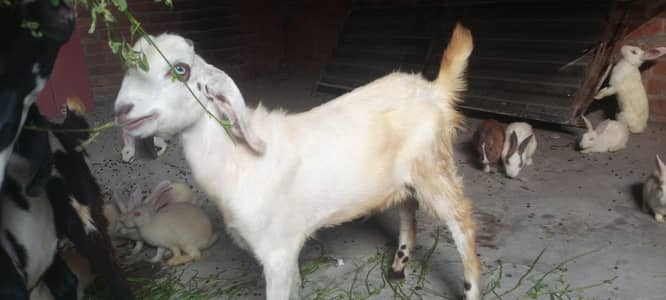 2 bakre sale or exchange b ho skte he bare janwer ya kisi or janerw sa