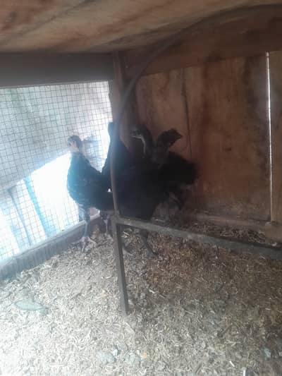 3 month austrolop chicks available