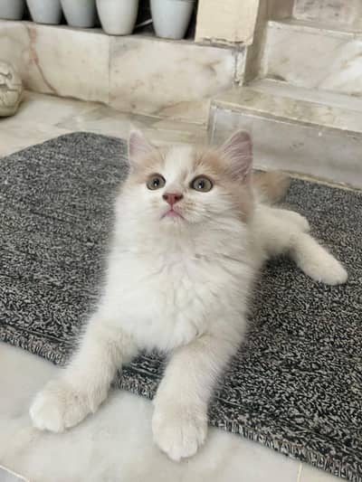 Persian male cat