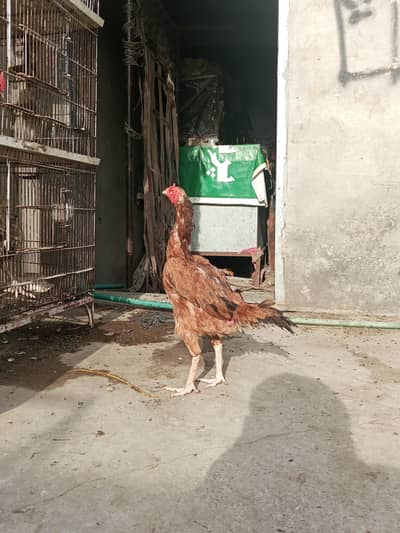Aseel egg lying female for sale