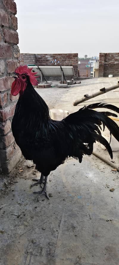 Australorp heritage European breed