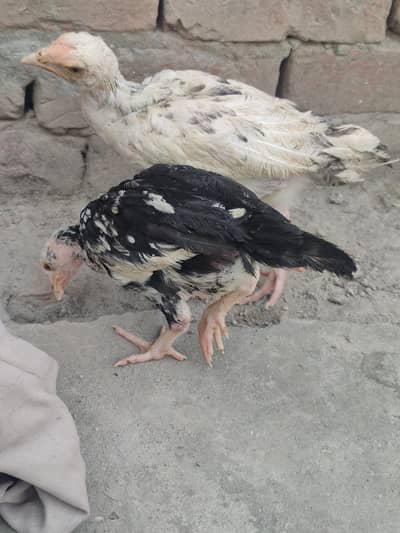 aseel checks available hey quality 6pic age 3 month