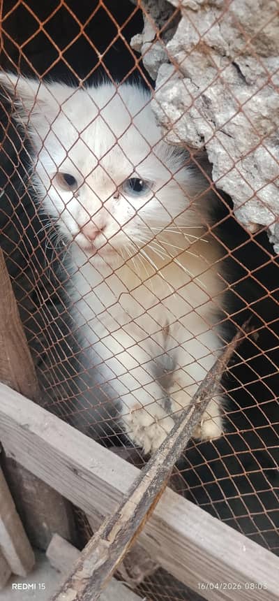 female cat h eye Ka colour change h dono ka