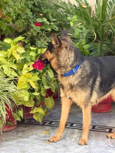 German shepherd female for sale