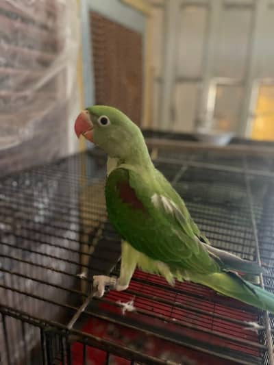 raw parrot chick for sale