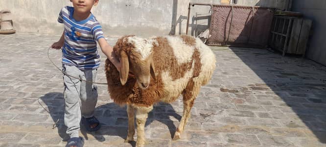 qurbani 2026 k Liye ready