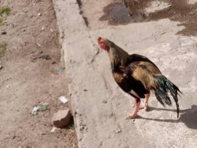 Pure aseel jawa Murgha For sale.