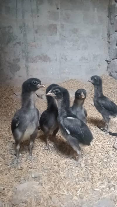 Top quality Thai,panas, pakkoy chicks