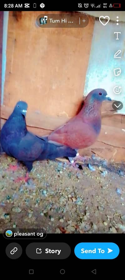 Fancy pigeon pair