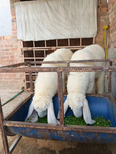 do chatray for sale  2