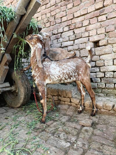 Bakra Makhi chini