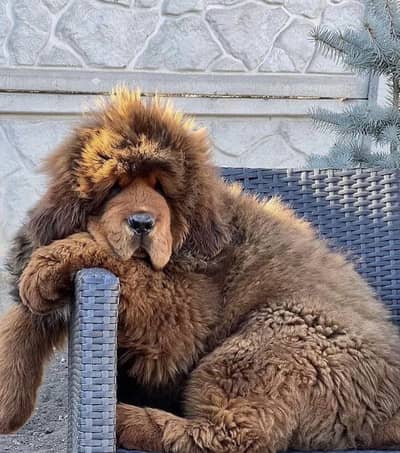 Tibetan Mastiff Puppy – Import Available