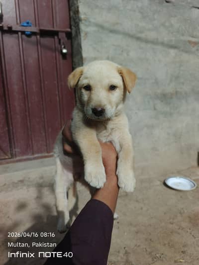 2 Months Healthy Russian female puppy Available