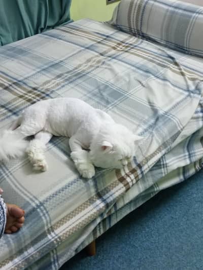 Beautiful Persion Cat