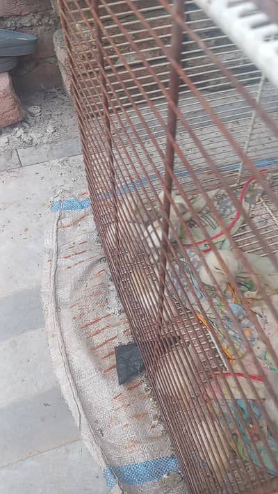 white bantu chicks available