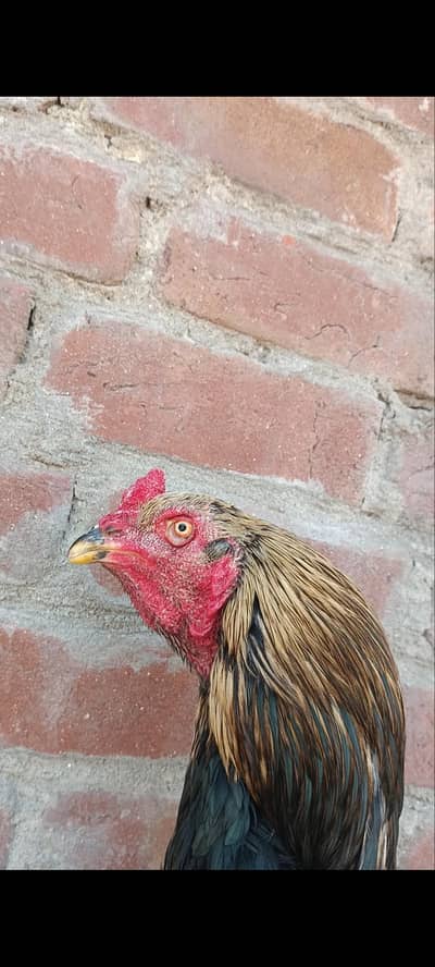 aseel pakistani or walaiti cross