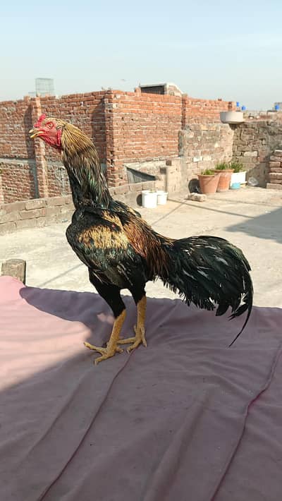 aseel pakistani or walaiti cross