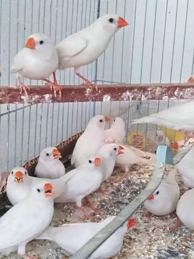 Snow White Finch breeder pairs ki coloony for sale hai