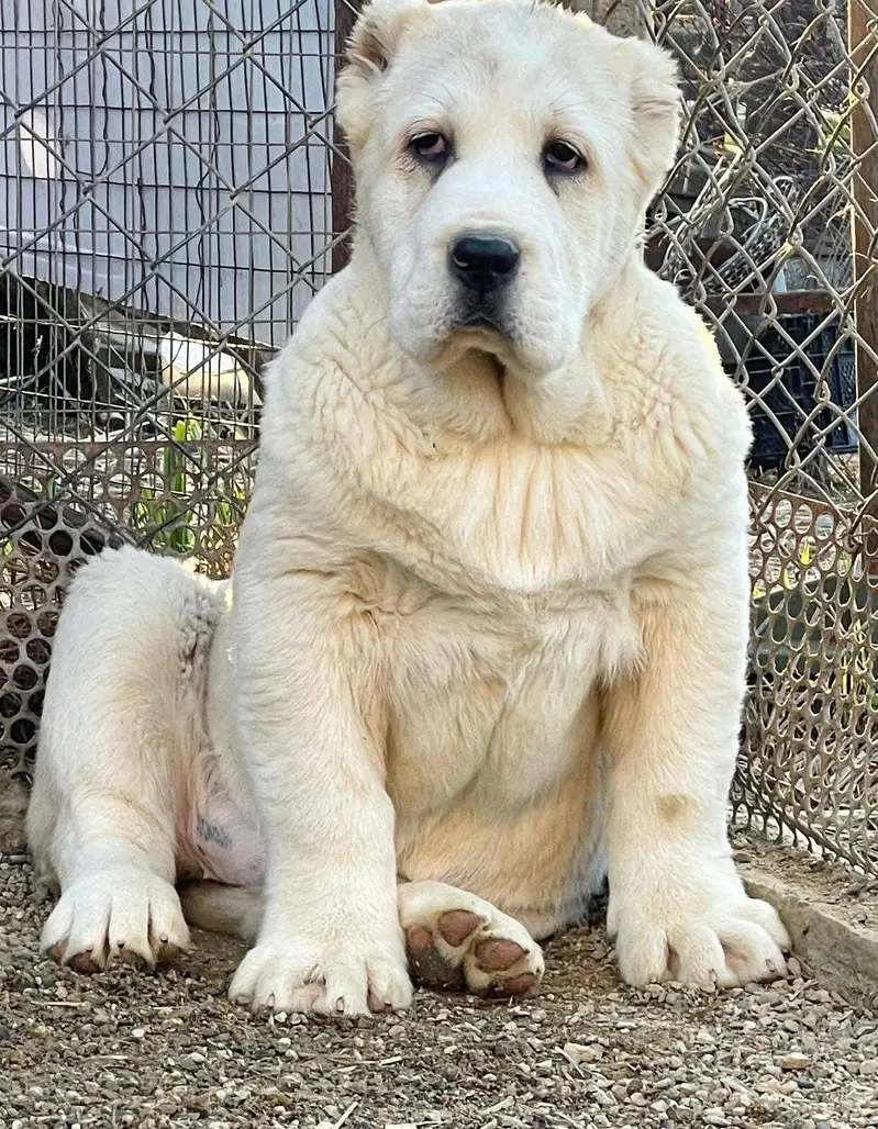 Alabai (Central Asian Shepherd) – Import Available