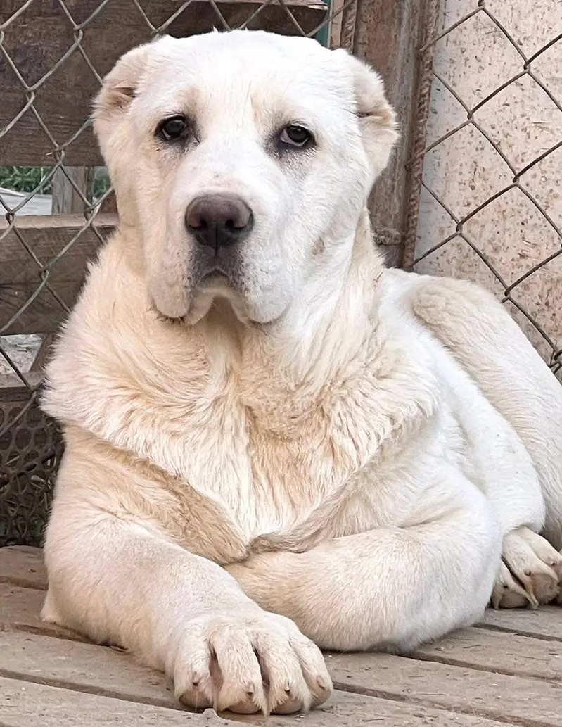 Alabai (Central Asian Shepherd) – Import Available — photo 2