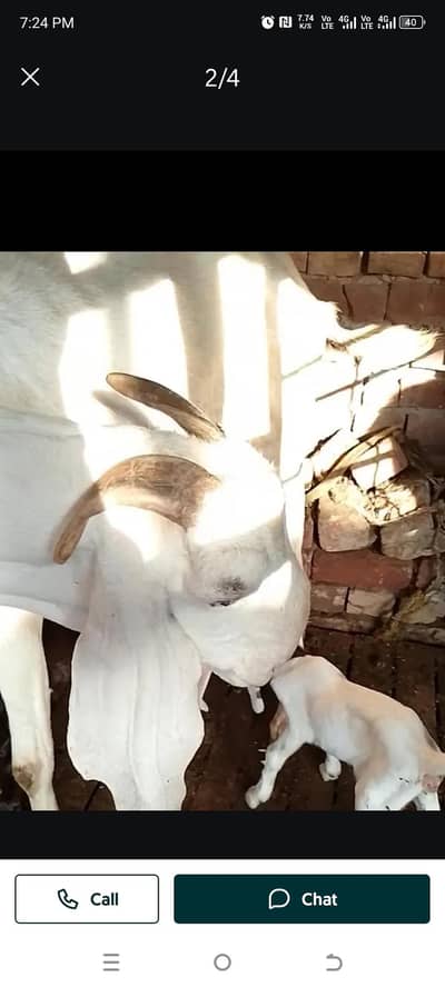 white bakri doodh wali