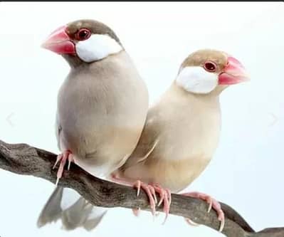 Fawn java for Urgent Sale