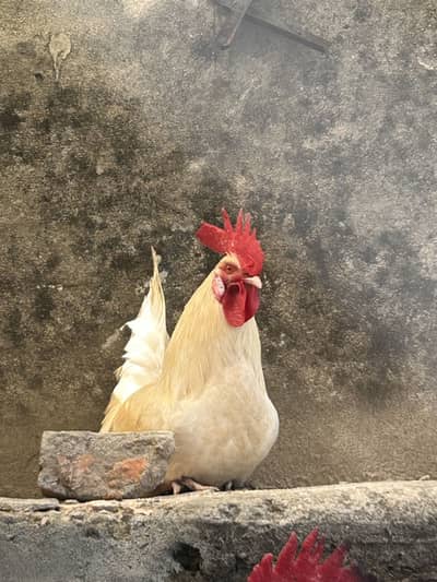 Golden Misri  7 murgia ha oer 2 murgy ha sari murgia andy de rhi ha