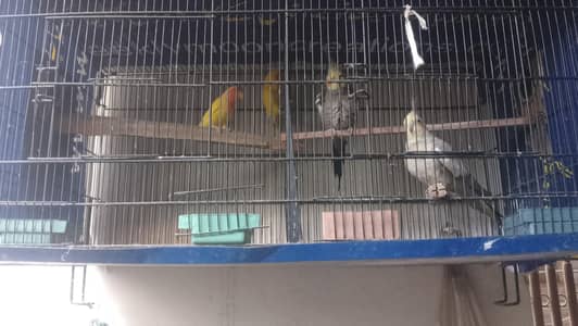 love bird lation + grey cocktail