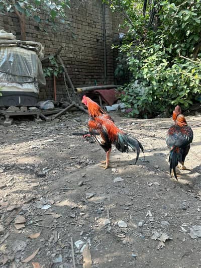 Aseel murga and patha