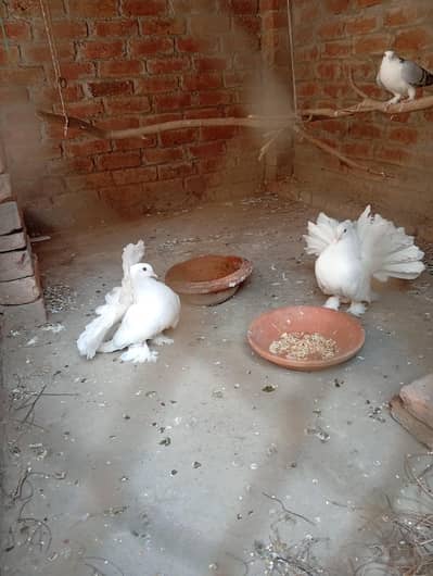 american fantail pair & lahori sherazi pair
