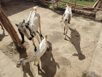 2 goats 1 kids