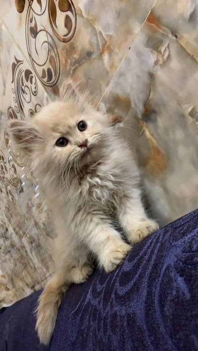 Persian cat for male
