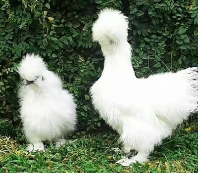 White Silkie Fancy Hens