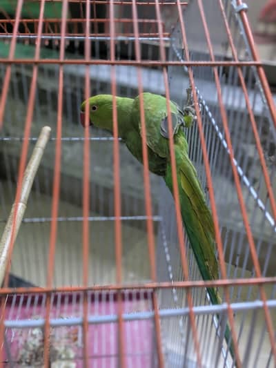 green parrot for sale