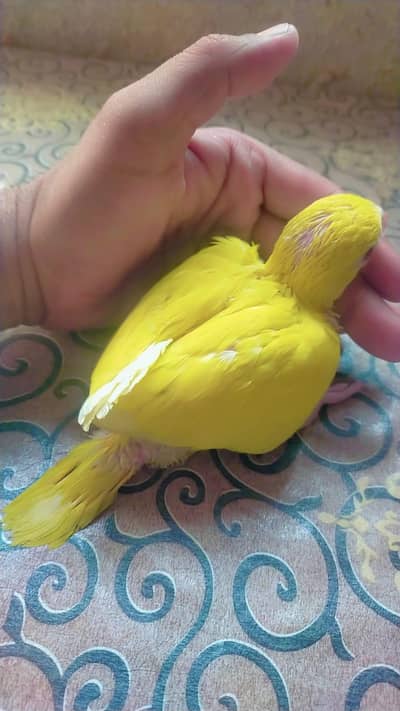 Yelow ringneck  read ad